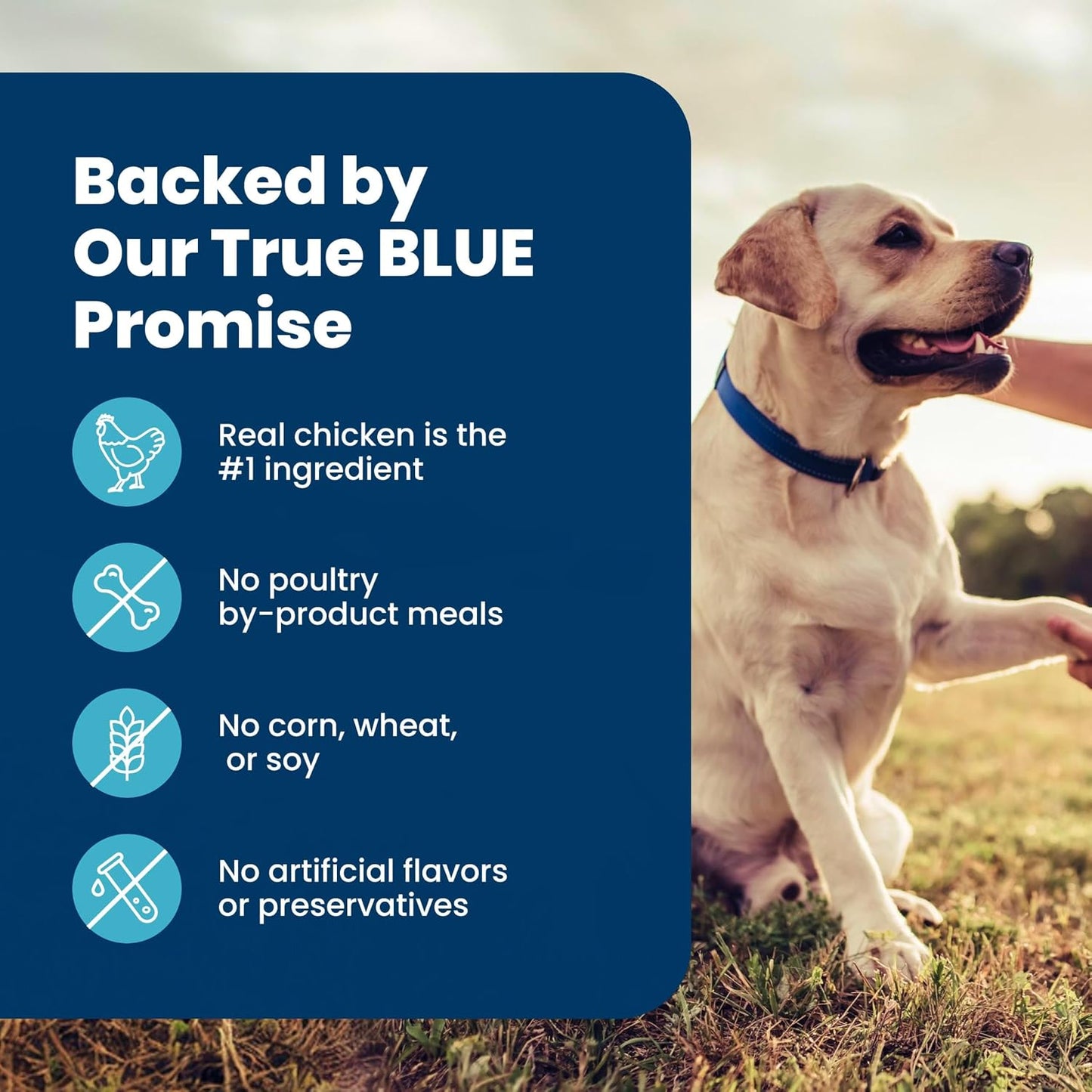Blue Buffalo Senior Life Protection Chicken & Brown Rice Dog Food – Wellness Nutrition for Older Dogs with Omega Fatty Acids and Prebiotic Fiber, 15 lb