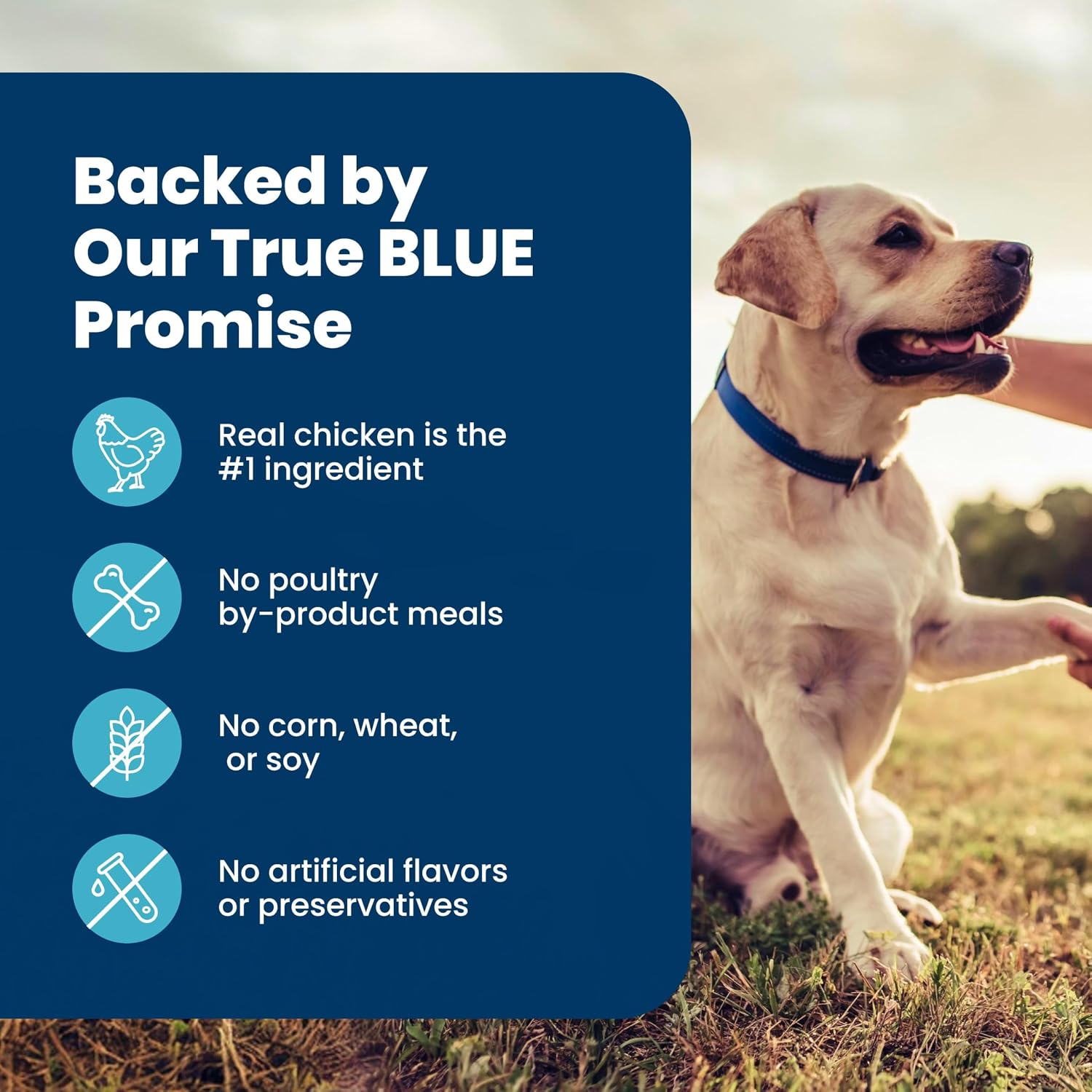 Blue Buffalo Senior Life Protection Chicken & Brown Rice Dog Food – Wellness Nutrition for Older Dogs with Omega Fatty Acids and Prebiotic Fiber, 15 lb