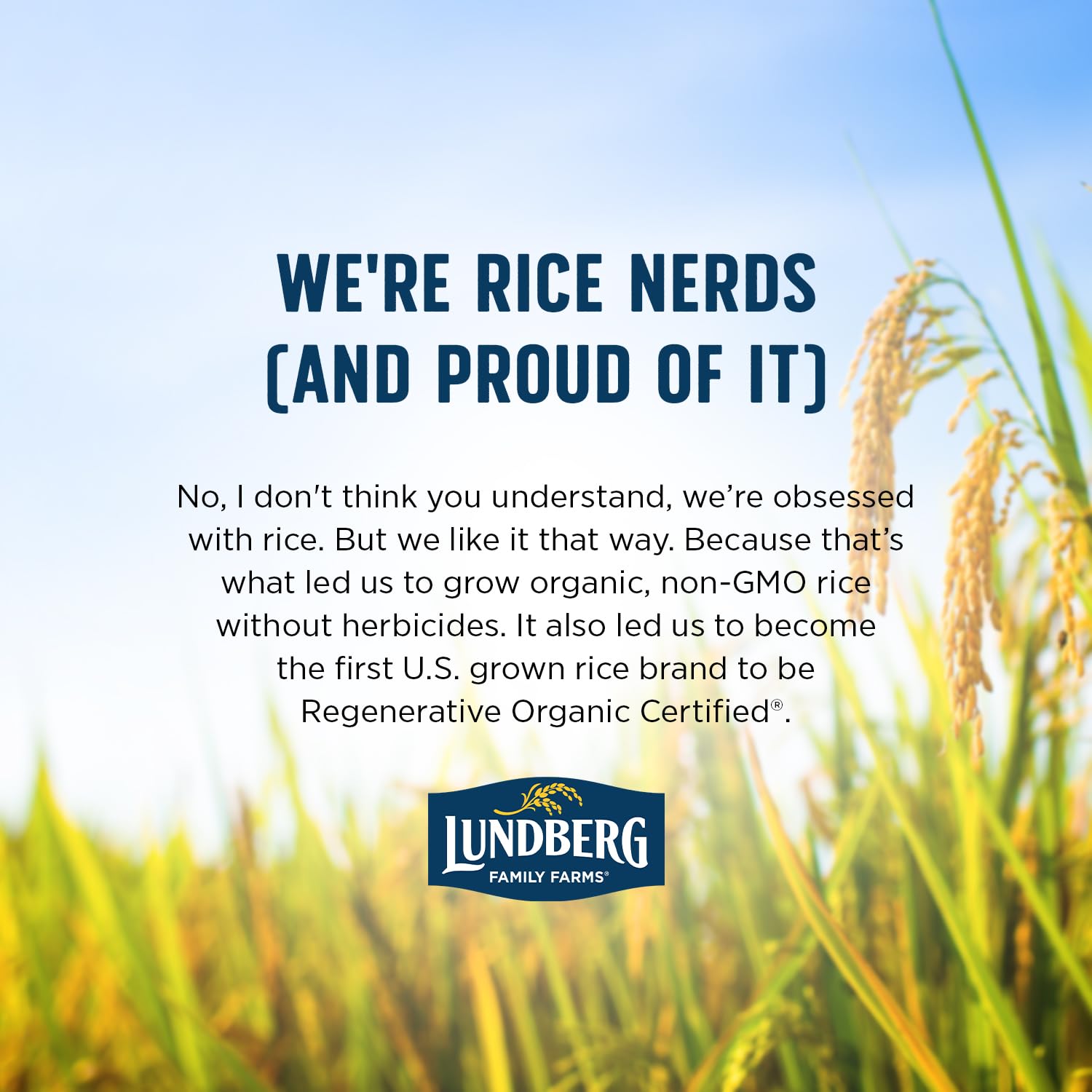 Lundberg Brown Basmati Rice – Pantry-Stable Organic Grain for Efficient Home Cooking