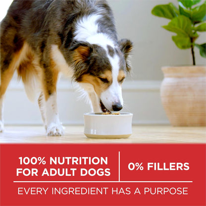 Purina ONE SmartBlend Adult Dog Food with Real Chicken – Glucosamine Joint Support and Omega-6 Skin Care, 8 lb Bag