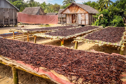 Vanilla Bean Kings Organic Madagascar Vanilla Pods - Aromatherapy Inspired Baking Ingredient for Scent Filled Kitchens